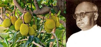 පානදුරේ කොස් මාමා කළේ කොස් ඇට බෙදන එක විතරද? – ආතර් වී දියෙස් පනා මලකට මුවා කළ විසල් මිනිසාගේ කතාව